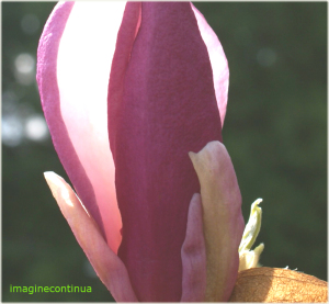 Enigma florii de magnolie